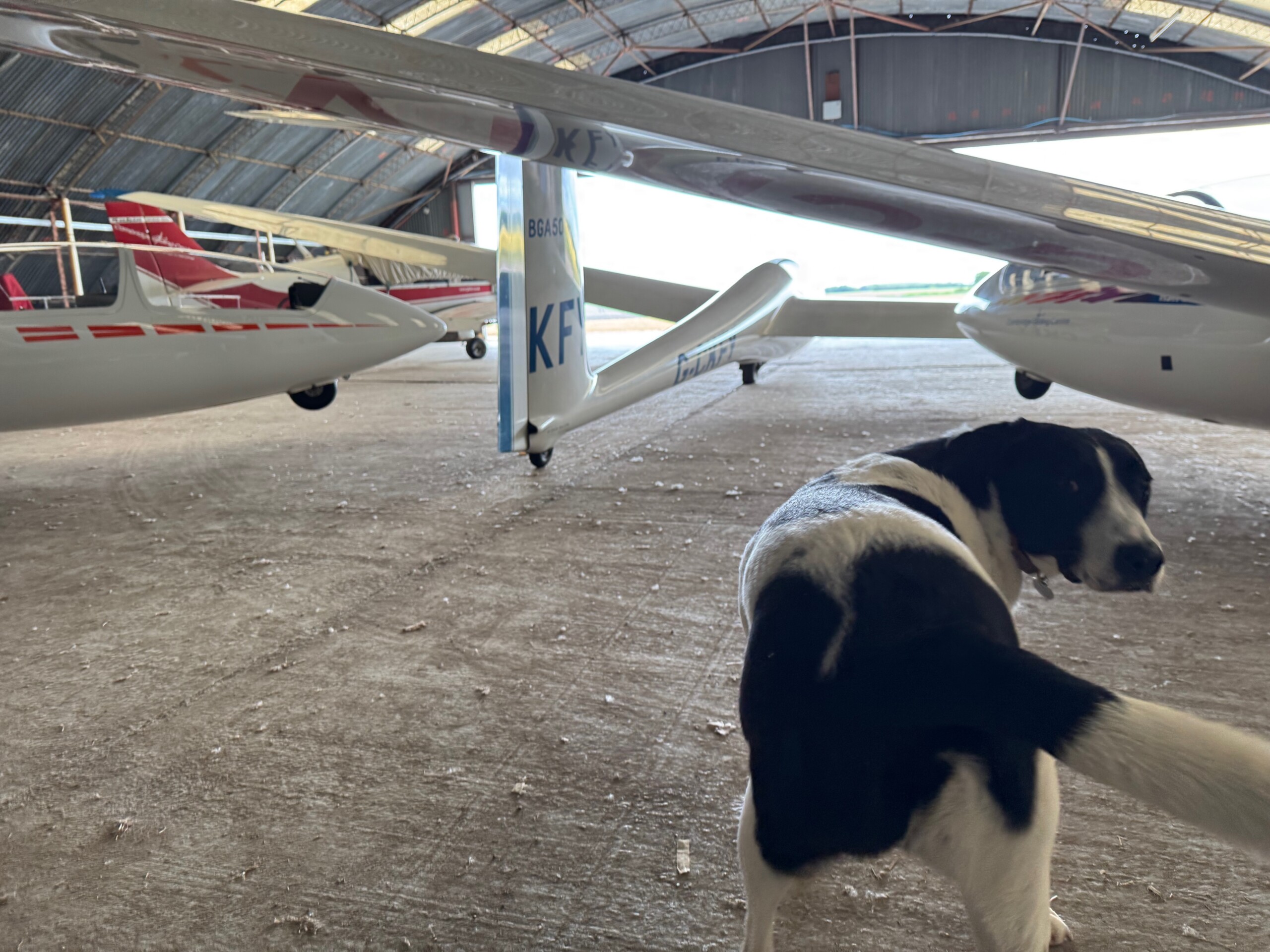 Remus in amongst some gliders