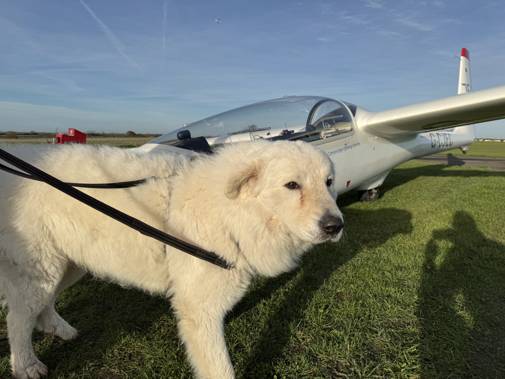 Ludo the dog