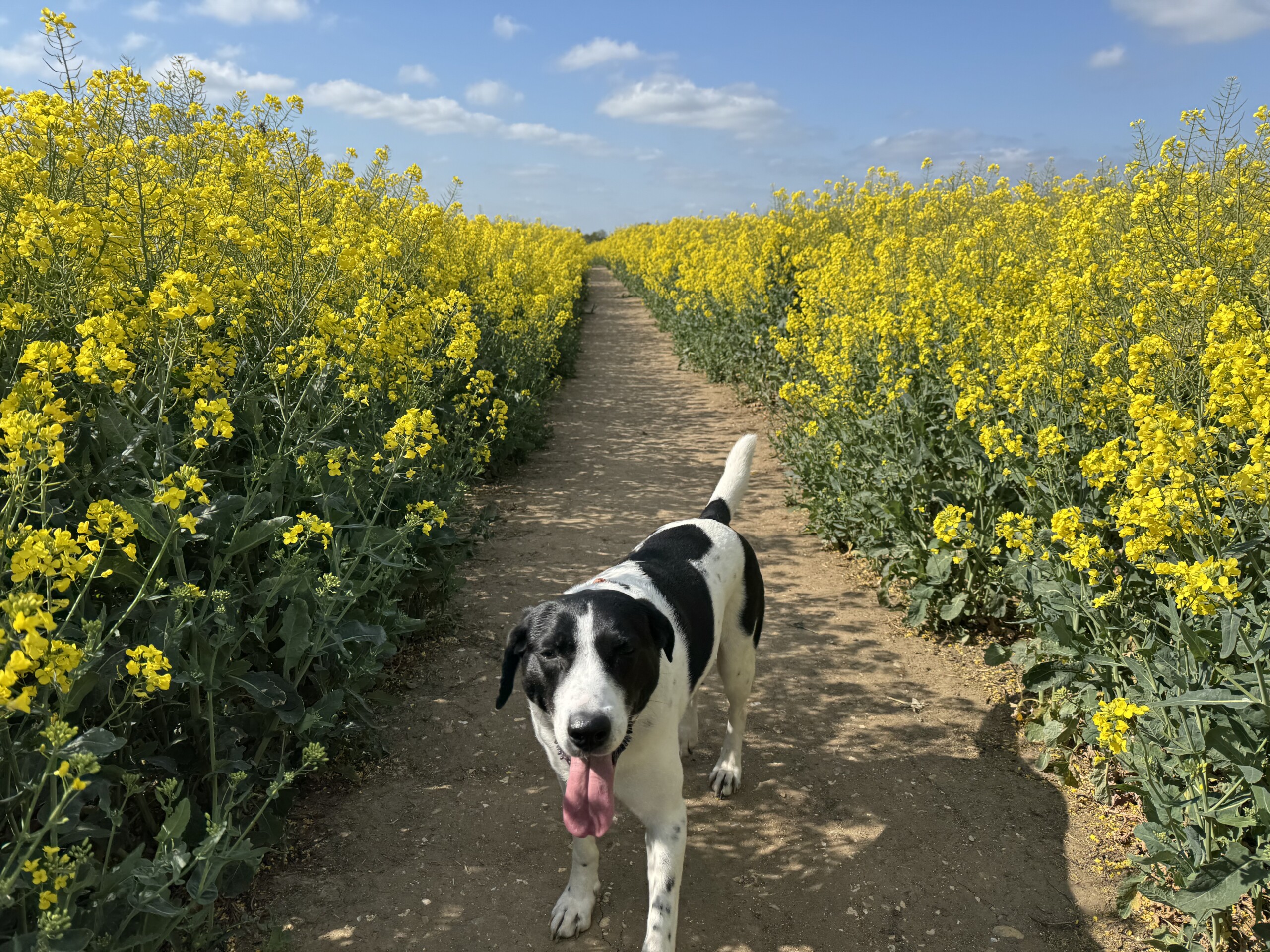 Oilseed rape and a dog called Remus